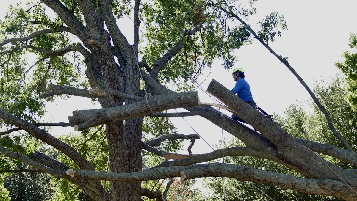 Professional Crown Thinning performed by certified arborists in Skippers
